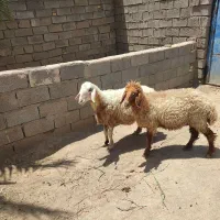 گوسفند  داشتی  درجه یک