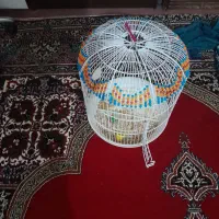 ۴ عدد قفس خوشگل