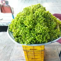 غوره تازه ابداردشمن زیاری باآب دهی بالا فقط ۷۰