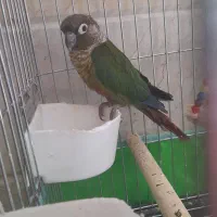 طوطی نر تراکویس نرمال