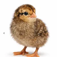 جوجه یک روزه تا مرغ تخم گذار