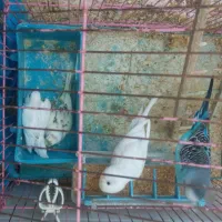 سه جفت مرغ عشق