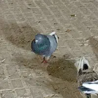 10جفت کفتر خوب