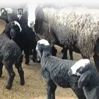 فروش ۱راس میش شال بابره ماده