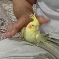 عروس هلندی فوق دستی