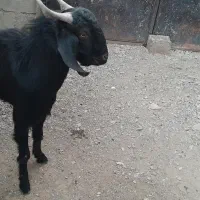 کهر نر