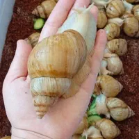 حلزون آچاتینا و آلبینو