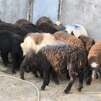 گوسفندنر
