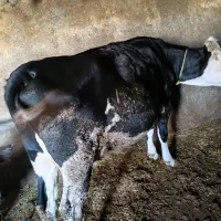 تلیسه درجه ۱