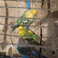 مرغ عشق‌‌‌