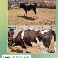 استخدام کارگر گاوداری باتجربه