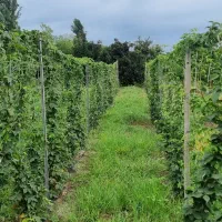 ۷۰۰عددنهال تمشک  قیمت ۴۰ تومان