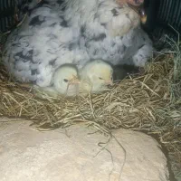 جوجه گلین با مادر
