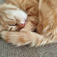 واگذاری گربه