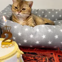 گربه اسکاتیش