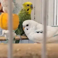 یک جفت مرغ عشق نر