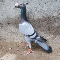 کفتر سبز کاریر جفتگاه