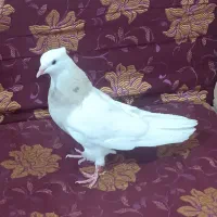 کبوتر