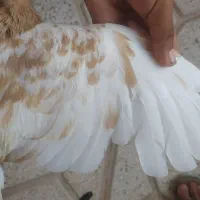 المانی