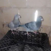 کفتر