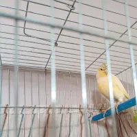 قناری رسمی آماده قواره دار زرد طلایی نایس