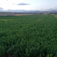 زمین روبه روی شهرک صنعتی و انرژی اتمی ۴۰ من محلی