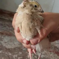 یک عدد بلدرچین نر