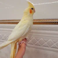 عروس هلندی فول دستی