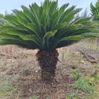گل سیکاس۲۵ ساله کاملیا ۵ ساله بنجامین وغیره