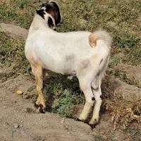 فروش ۳ راس گوسفند نر