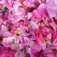 گل محمدی عالی خوش بو