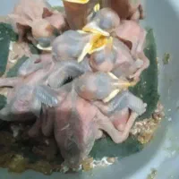 ۴عددجوجه مینافروشی