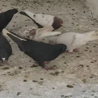 کفتر بپر