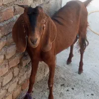 یک عدد بز چاق ب فروش میرسد