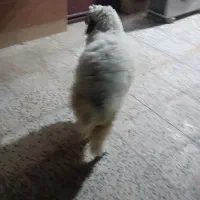 بره ماده