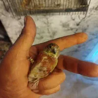 سهره سینه سرخ