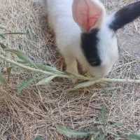 خرگوش کوچولو