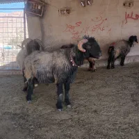 گوسفند