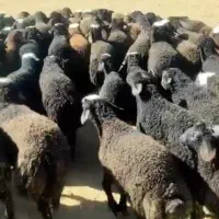 نیازمندسرمایه گذاربرای پرواربندی بره