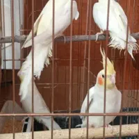 فروش عروس هلندی در همه رنگ