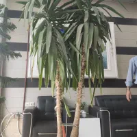 گل یوکا|گل و گیاه طبیعی|مشهد, نوید|دیوار