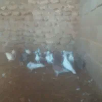 ۲۰‌تا‌کفتر‌۵‌ملیون
