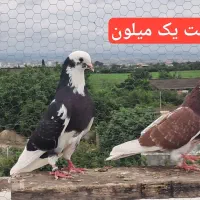 کبوتر پرشی