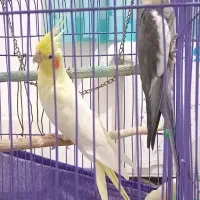 یک جفت عروس هلندی