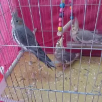 بچه عروس هلندی