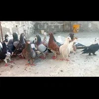 کبوتر‌پلاگی