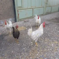 مرغ و خروس