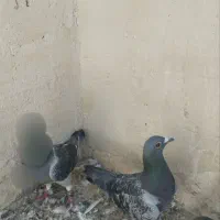 کفتر سبز پولک