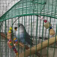 طوطی کوتوله برزیلی جوجه 40روزه