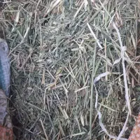 یونجه